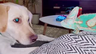 Chameleon Gives Buddy's Ear A Taste Test
