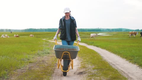 Farmer woman wheels a wheelbarrow at sunset, in the background of a meadow with a cows