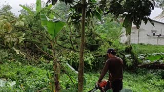 Cutting down the Bacang tree