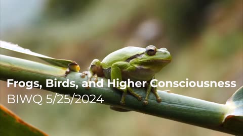 Frogs, Birds, and Higher Consciousness 5/25/2024