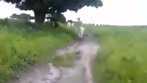 Chased by a mad cow