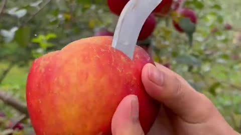 For fruit lovers - Beautiful and very sweet apples #fruitcutting