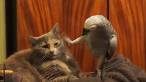 Parrot annoys cat 😂