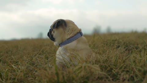 A beautiful dog wandering around the yellow fields