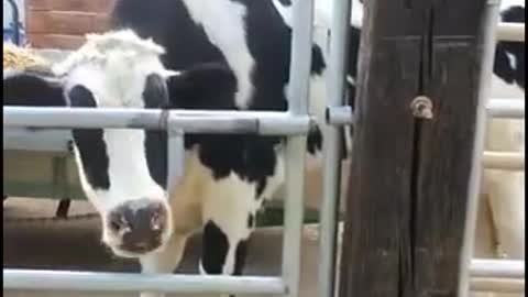 Smart cow. How did she guess?