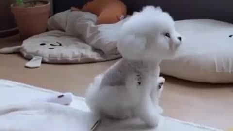 what is doing by cutest dog Soft cotton 🐕❤️