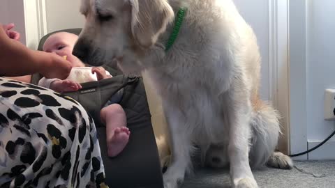 Baby and dog reacts on lemon.