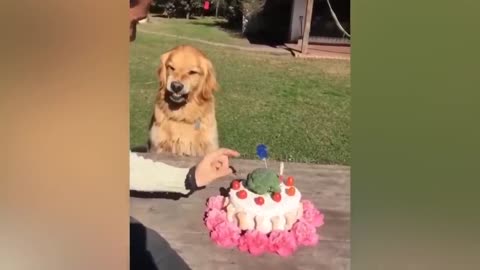 Dog Reaction to Cutting Cake-try don't laugh