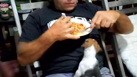 puppy is happy joining the food from his owner