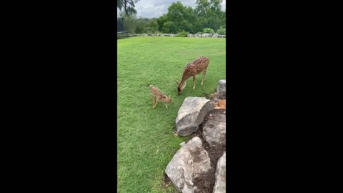 Sweet fawn meets dog & kitten for the first time