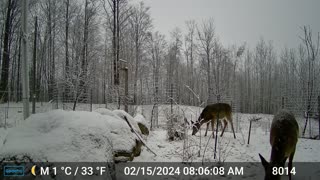 Deer Arriving in the Morning