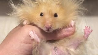 Hamster rocks hilarious lion-styled hairdo