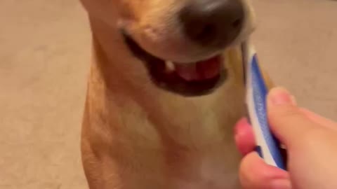 I brush my dog’s teeth