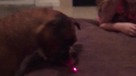 Boxer chasing laser pointer pointer **