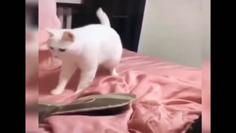 dancing cat super video