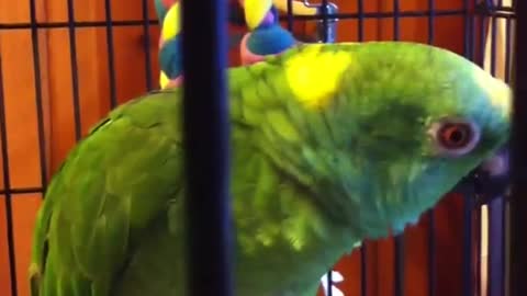 Double yellow amazon parrot talking