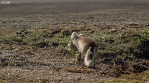 Arctic Fox Snatches Snow Goose Chicks | Planet Earth | BBC Earth