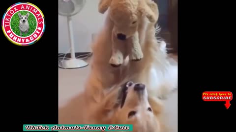 Funny 🐶 Animals-Funny and Cute -Dog Video Animals-Funny and Cute Channel.