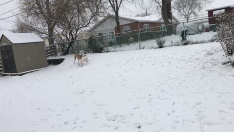 Dogs and Snow