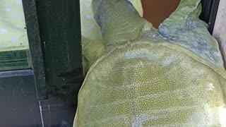 Pet Turtle Opens Door By Itself