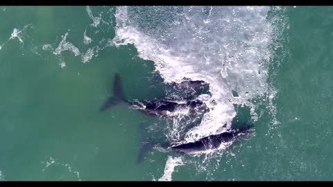 two southern right whales and baby aerial shot in hermanus