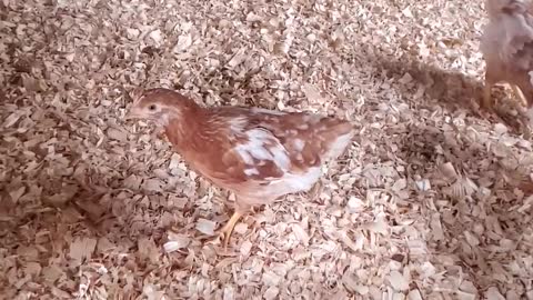 Red Star Chickens - 6 Weeks Old