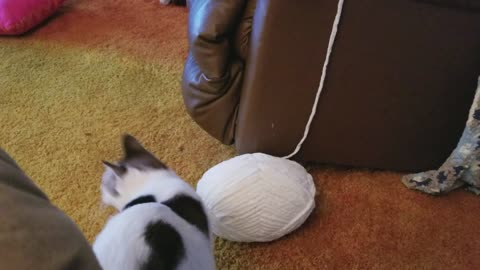 Cat Criminal Steals Ball Of Yarn, Leaving Behind Trail Of Evidence