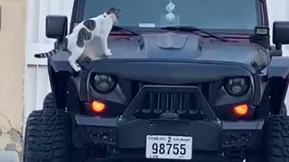 Cat and car