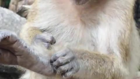Kimi Baby Monkeys In Sampov Mountain