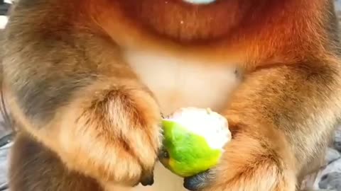 Famous Monkey eating orange