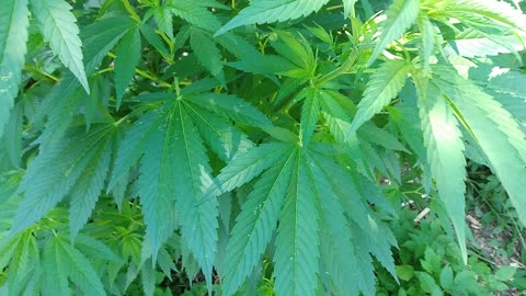 Big cannabis plant. Jax highlander