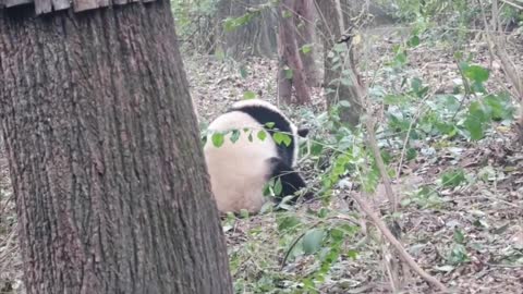 Giant panda falling from a tree