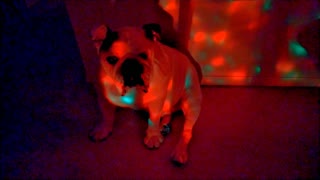 Bulldog not impressed with rave party lights