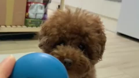 Puppy slow motion - 2