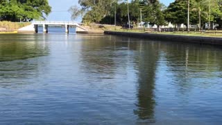 Manatees at Palmasola Bay in Portosueno Park