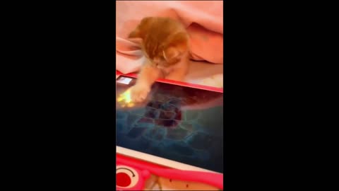 Cute video of animal pets