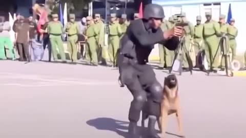 Sorprende como este perro hace todo lo que hace su dueño