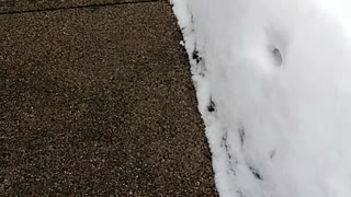 Daisy The Dog Playing In The Snow