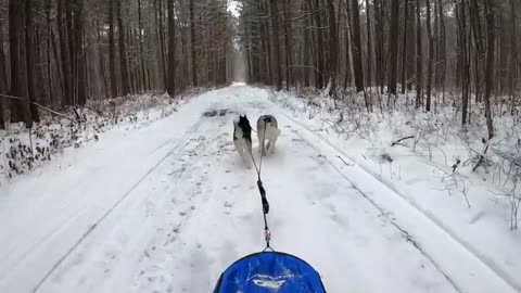 walking dogs in the snow