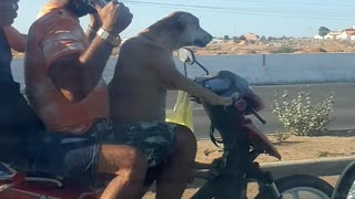 Dog chauffeurs his humans on motorbike