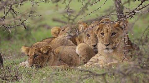 Lion Cubs Resting in Shrubland