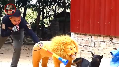 Fake animal prank ,fake dog ,fake lion pranks