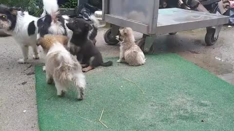 All the dog families gathered on a rainy day