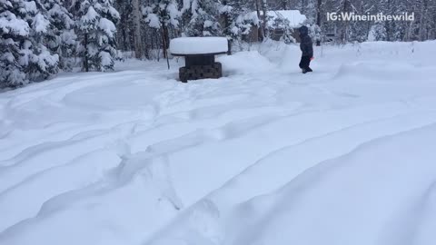 Black dog sprints across snow covered lawn runs into house