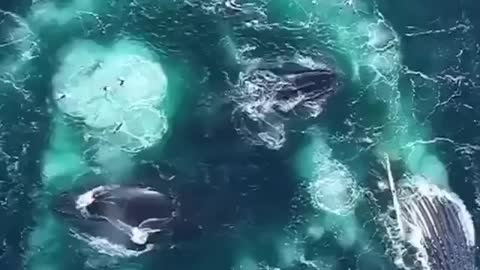This is what Whale sonar sound like
