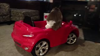 Monkey without seatbelt jumps out of moving car