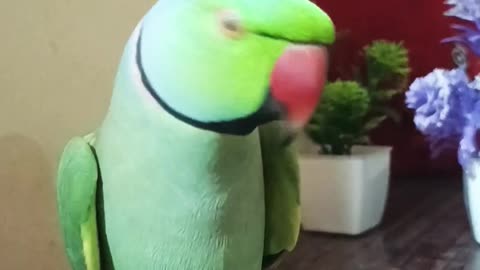 Cute Talking Parrot🥰 Real Voice Saying #talking #parrot