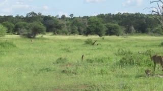 Four Cheetahs stalking Wildebeests