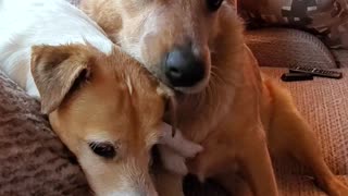 Big dog puts little dog in headlock