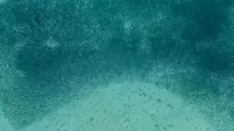 Sharks feeding on a bait ball